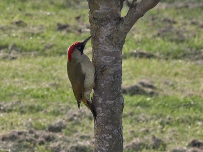 Groene Specht - Green Woodpecker - Picus viridus