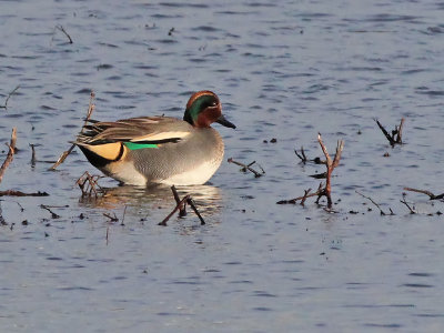 Wintertaling - Common Teal - Anas crecca