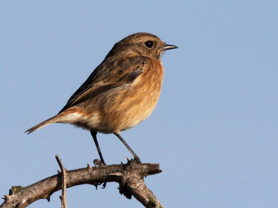 Roodborsttapuit - Common Stone chat - Saxicola torquata