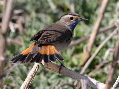 Blauwborst - Bluethroat - Luscinia svecica