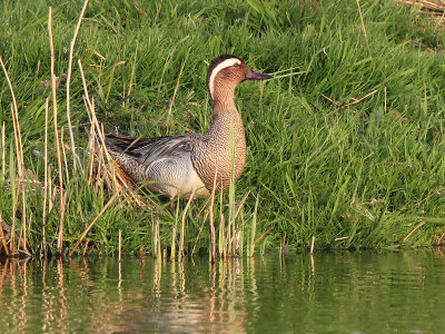 Zomertaling - Garganey - Anas querquedula