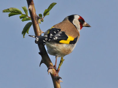 Putter - Goldfinch - Carduelis carduelis