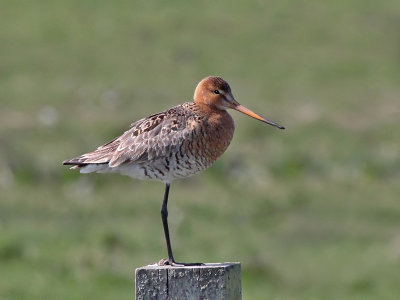 Grutto - Black tailed Godwit - Limosa limosa