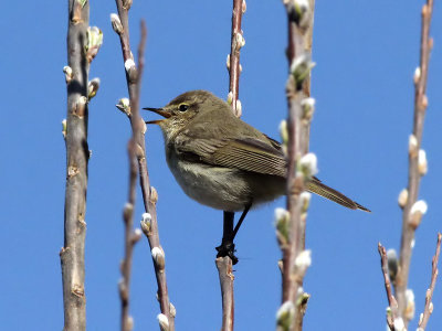 Tjiftjaf - Chiffchaff - Phylloscopus trochilus