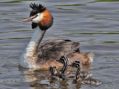 Fuut - Great crested grebe - Podiceps cristatus