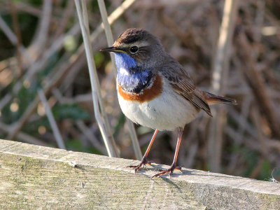 Blauwborst - Bluethroat - Luscinia svecica