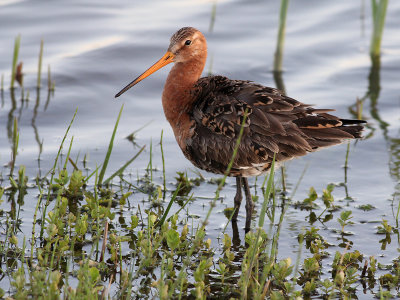 Grutto - Black tailed Godwit - Limosa limosa