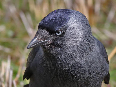 Kauw - Eurasian Jackdaw - Corvus monedula