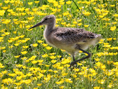 Grutto - Black tailed Godwit - Limosa limosa