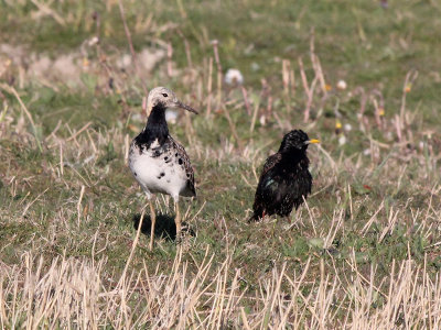Kemphaan - Ruff - Philomachus pugnax