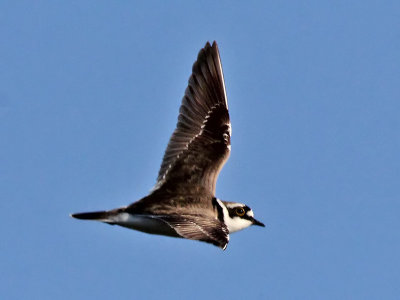 Kleine Plevier - Little Ringed Plover - Charadrius dubius