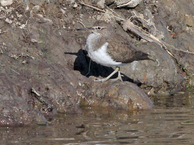 Oeverloper - Common Sandpiper - Actitis hypoleucos