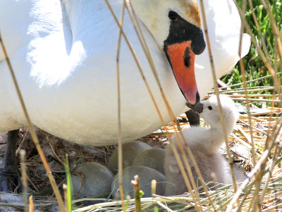 Knobbelzwaan - Mute Swan - Cygnus olor