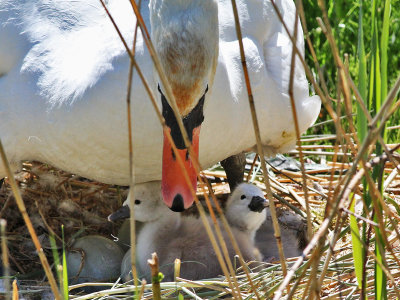 Knobbelzwaan - Mute Swan - Cygnus olor
