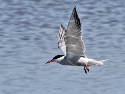 Visdief - Common Tern - Sterna hirundo