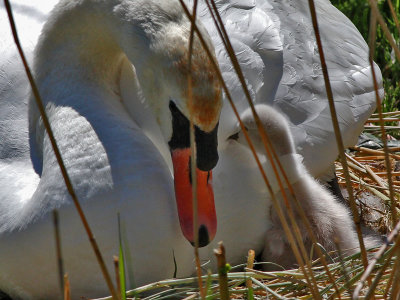 Knobbelzwaan - Mute Swan - Cygnus olor