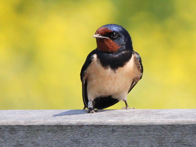 Boerenzwaluw - Barn Swallow - Hirundo rustica