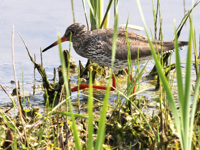 Tureluur - Common Redshank - Tringa totanus