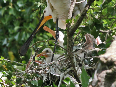Lepelaar - Spoonbill - Platalea leucorodia