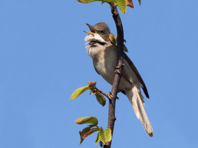 Grasmus - Common Whitethroat - Sylvia communis