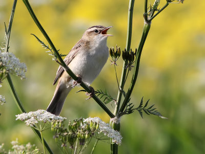 Rietzanger - Sedge Warbler - Acrocephalus schoenobaenus