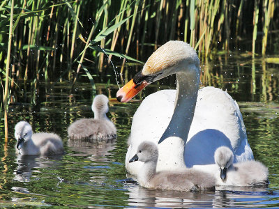 Knobbelzwaan - Mute Swan - Cygnus olor