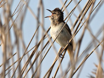 Grote Karekiet - Great Reed Warbler - Acrocephalus arundinaceus