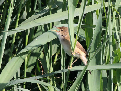 Kleine Karekiet - Reed Warbler - Acrocephalus scirpaceus