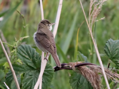 Struikrietzanger - Blyths Reed Warbler - Acrocephalus dumetorum