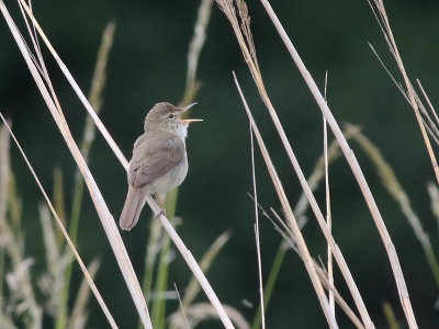 Struikrietzanger - Blyth's Reed Warbler - Acrocephalus dumetorum