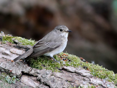 Grauwe Vliegenvanger - Spotted Flycatcher - Muscicapa striata