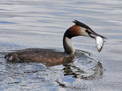 Fuut - Great crested grebe - Podiceps cristatus
