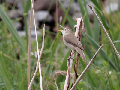 Struikrietzanger - Blyths Reed Warbler - Acrocephalus dumetorum