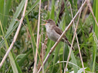 Struikrietzanger - Blyths Reed Warbler - Acrocephalus dumetorum