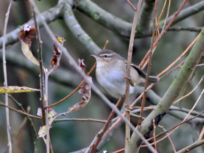 Bruine Boszanger - Phylloscopus fuscatus - Dusky Warbler