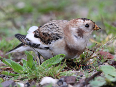 Sneeuwgors - Snow Bunting - Plectrophenax nivalis