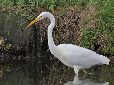Grote Zilverreiger - Great White Egret - Egretta alba