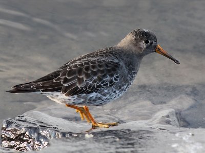 Purple Sandpiper - Paarse Strandloper - Calidris maritimatrandloper.jpg