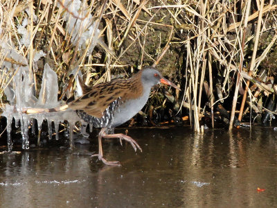 Water Rail - Waterral - Rallus aquaticus