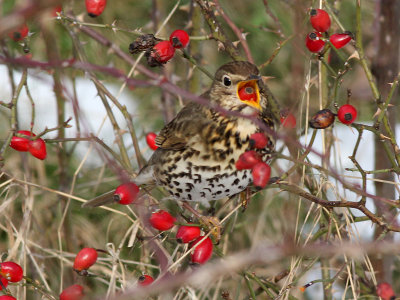 Zanglijster - Song Thrush -Turdus philomelos