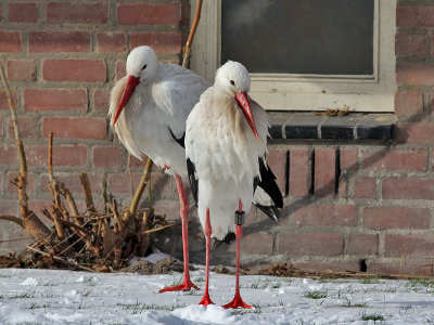Ooievaar - White Stork - Ciconia ciconia
