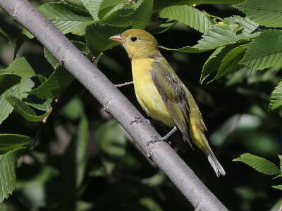 Scarlet Tanager - Zwartvleugeltangare - Piranga olivacea