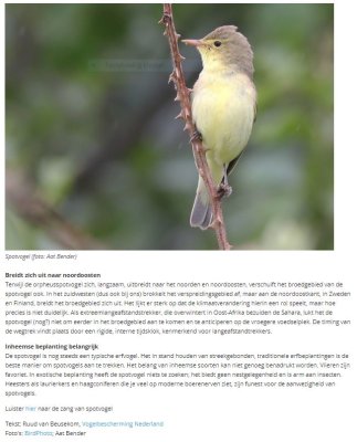 Spotvogel - Icterine Warbler 
