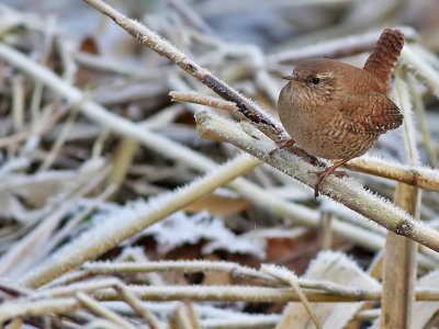 Winterkoning - Wren - Troglodytes troglodytes