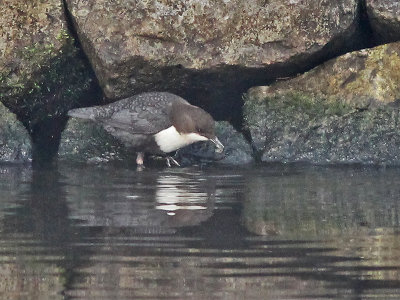 Zwartbuikwaterspreeuw - Black-bellied Dipper - Cinclus cinclus cinclus