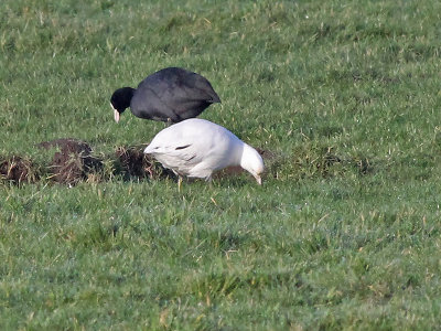 Meerkoet ( afwijkend ) - Common Coot - Fulica atra