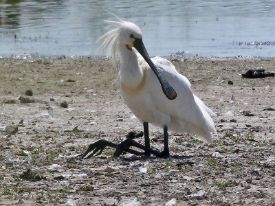 Lepelaar - Spoonbill - Platalea leucorodia