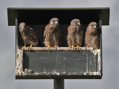 Torenvalk - Common Kestrel - Falco tinnunculus
