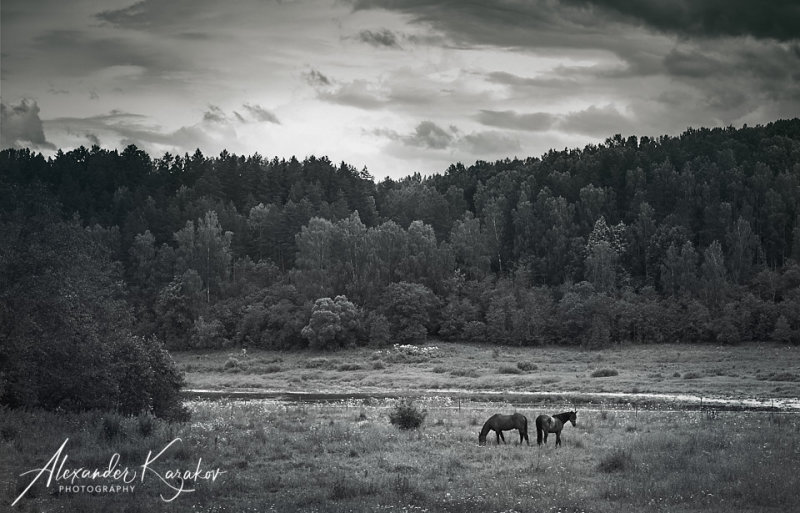 On a pasture...