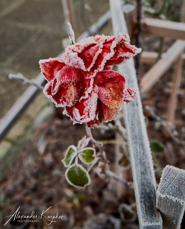 201231-3851.jpg